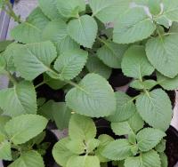 Gros thym © R. Coranson-Beaudu, Cirad